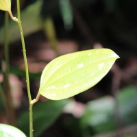 Smilacaceae